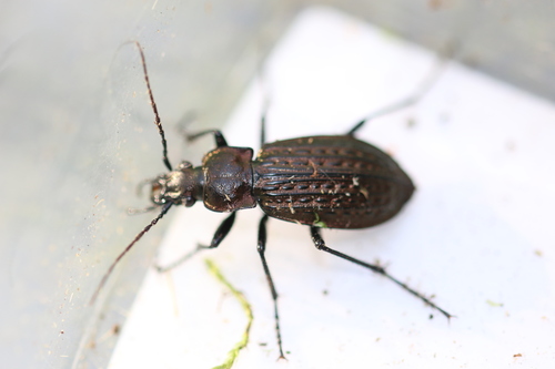 Granulated Ground Beetle