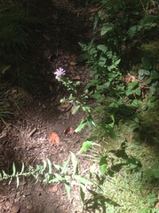 Symphyotrichum retroflexum