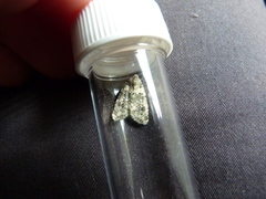 Bryophila domestica