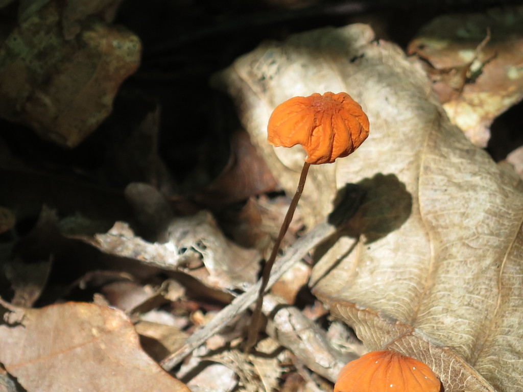 Marasmius siccus · July 2019 · photo: © repta (iNaturalist, cc-by)