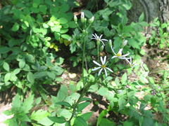 Aster scaber