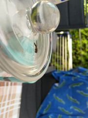 Episyrphus balteatus