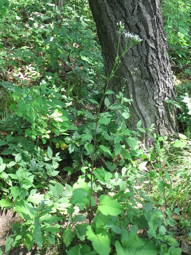 Aster scaber, photograph 2