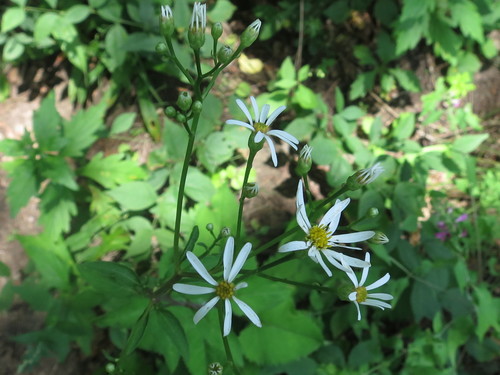 Aster scaber, photograph 3