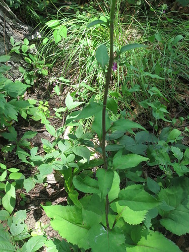 Aster scaber, photograph 4