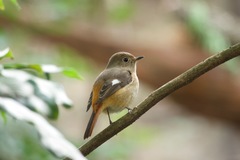 Phoenicurus auroreus