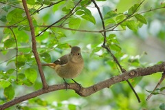 Phoenicurus auroreus