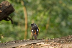 Phoenicurus auroreus