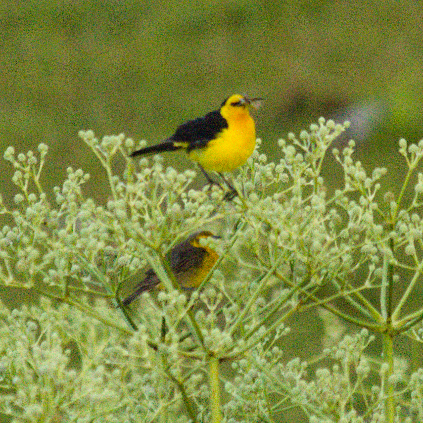 Saffron-cowled Blackbird (Xanthopsar flavus), photo 2