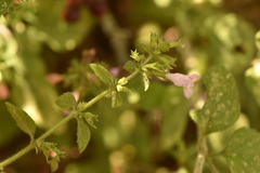Clinopodium menthifolium ascendens