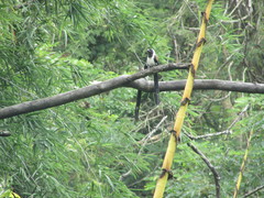 Dendrocitta leucogastra