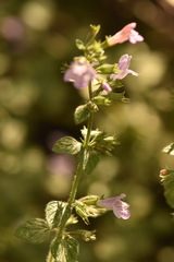 Clinopodium menthifolium ascendens