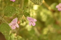 Clinopodium menthifolium ascendens