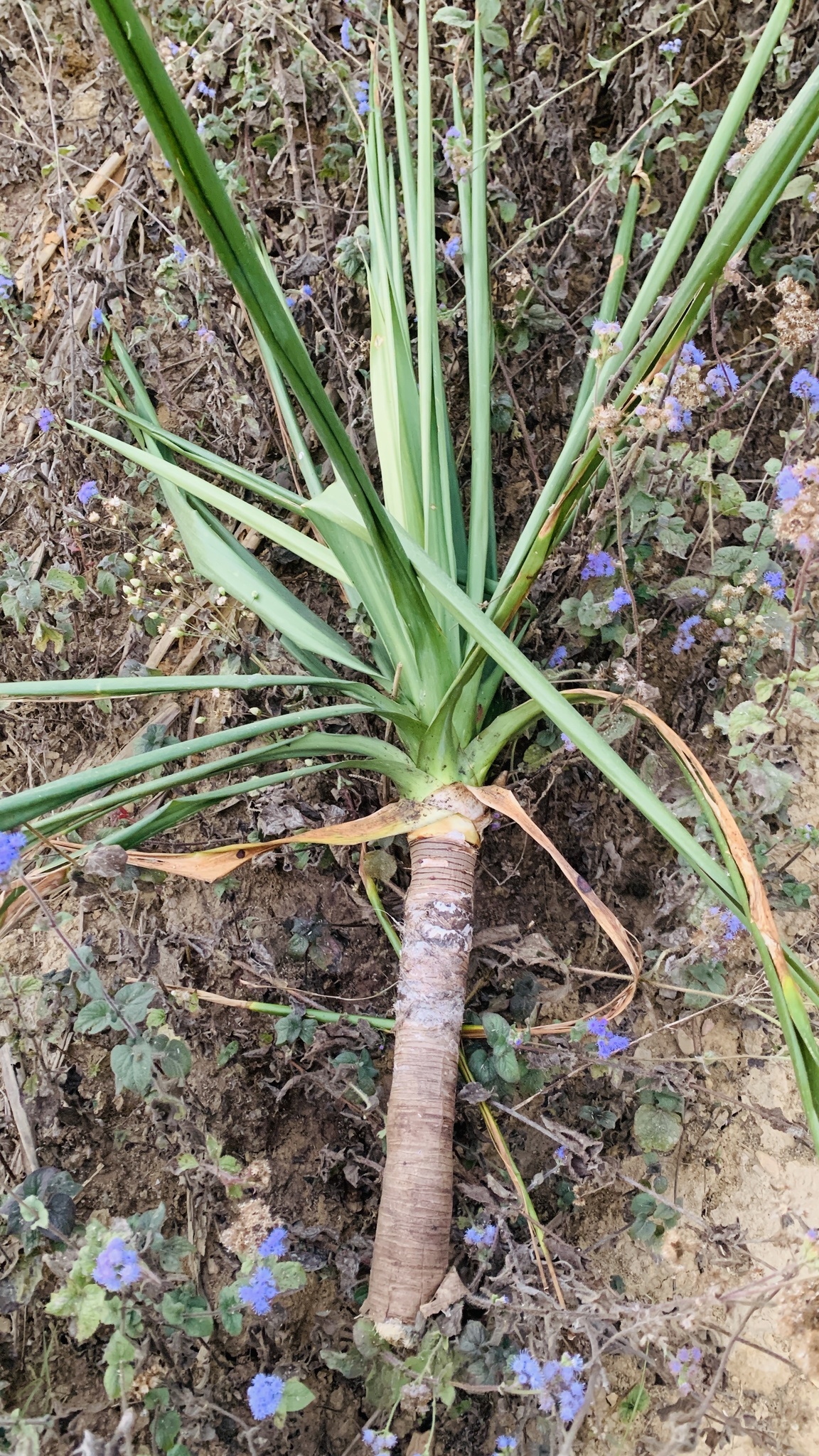 Dracaena cambodiana (Dracaena cambodiana)