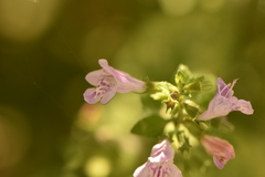 Clinopodium menthifolium ascendens