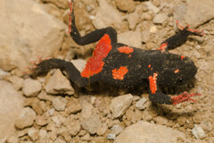Uruguay Red Belly Toad photo 2