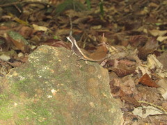 Agasthyagama beddomei