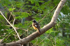 Phoenicurus auroreus