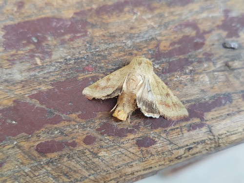 Cotton Bollworm Moth