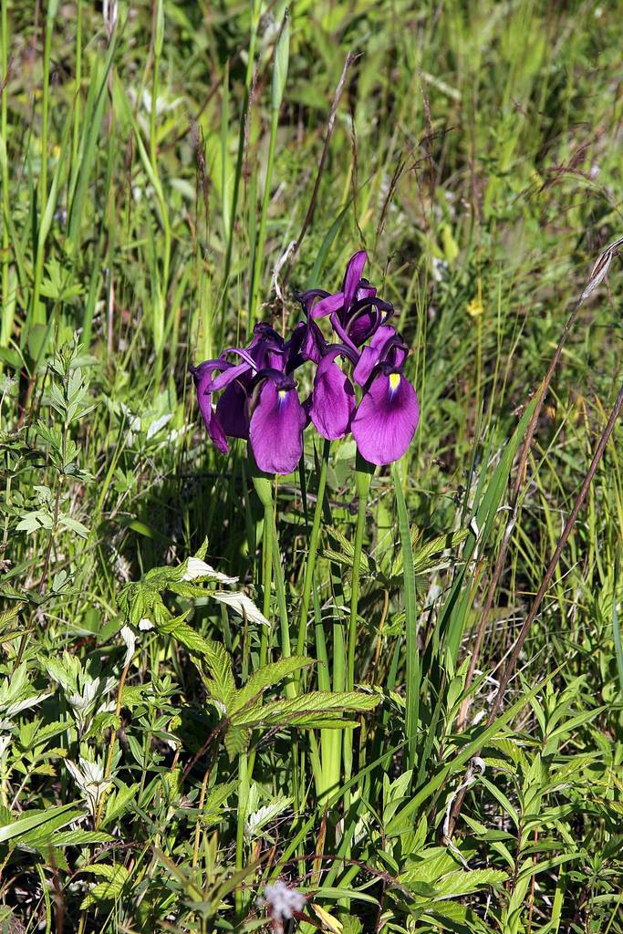 Japanese iris