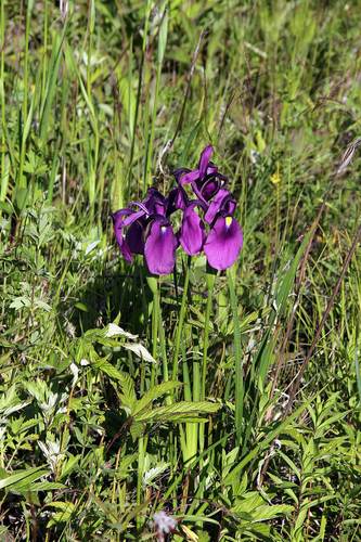 Japanese iris (Iris ensata)