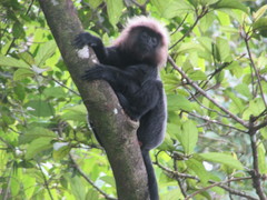 Semnopithecus johnii
