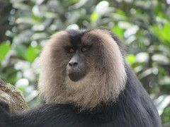 Macaca silenus