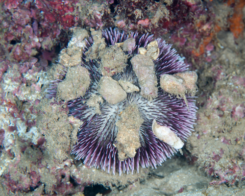 Pseudoboletia indiana (Michelin, 1862)