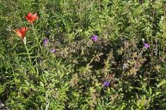 Geranium wlassovianum