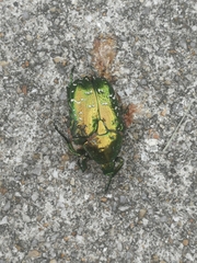 Protaetia orientalis