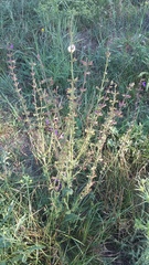 Salvia virgata