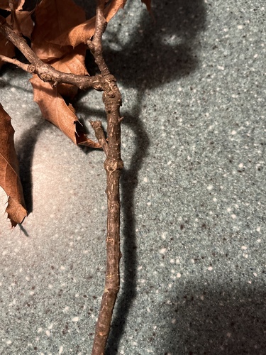 Foto de Carvalho-dente-de-serra
