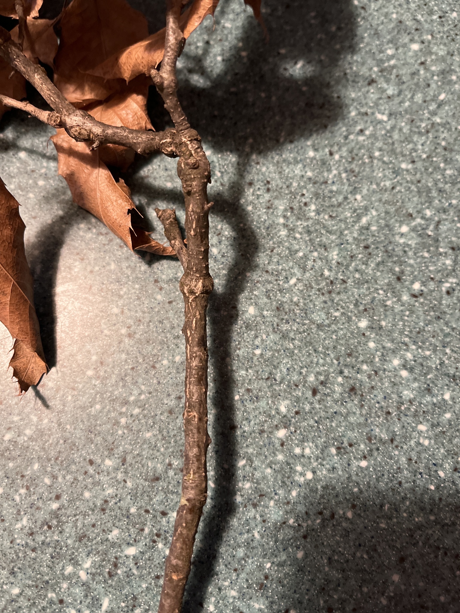 Imagem de Carvalho-dente-de-serra