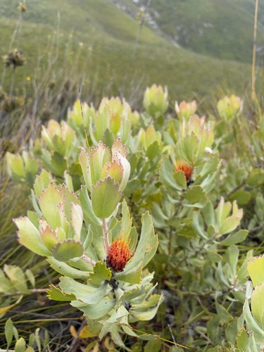 Leucospermum mundii, photograph 6