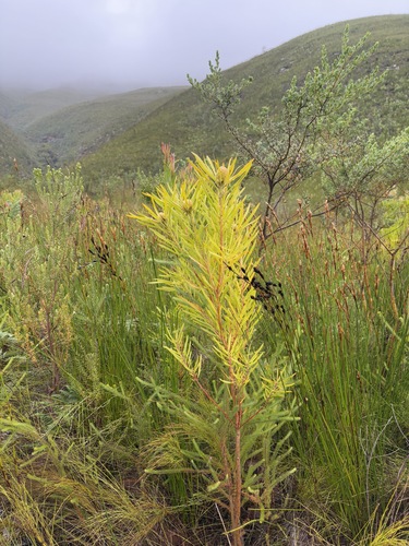 Image of Leucadendron eucalyptifolium by (c) Charleen Brunke, some rights reserved (CC BY)