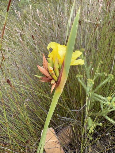 Langeberg Mountain Rushiris (Bobartia anceps)