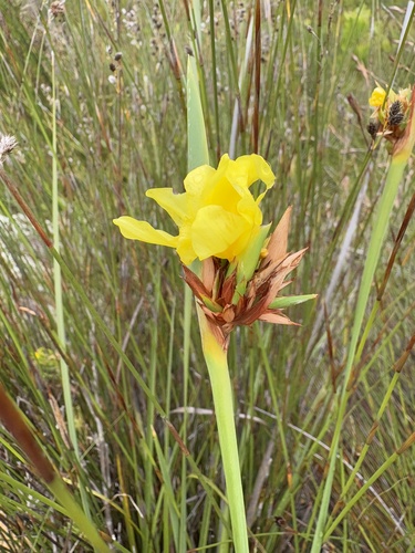 Image of Bobartia anceps by (c) Charleen Brunke, some rights reserved (CC BY)