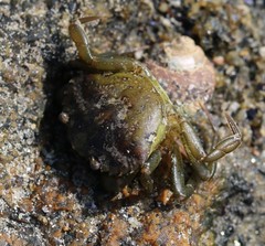 Carcinus maenas