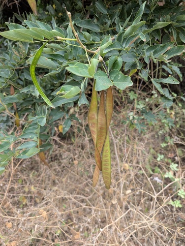 Leucaena lanceolata, photograph 3