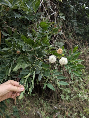 Leucaena lanceolata, photograph 4