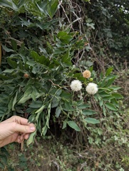 Leucaena lanceolata, photograph (c) Trevor Van Loon, some rights reserved (CC BY)