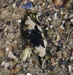 Carcinus maenas
