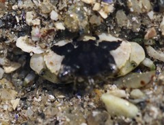 Carcinus maenas