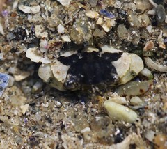 Carcinus maenas