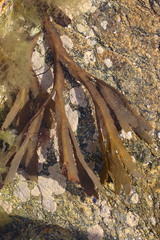 Fucus serratus