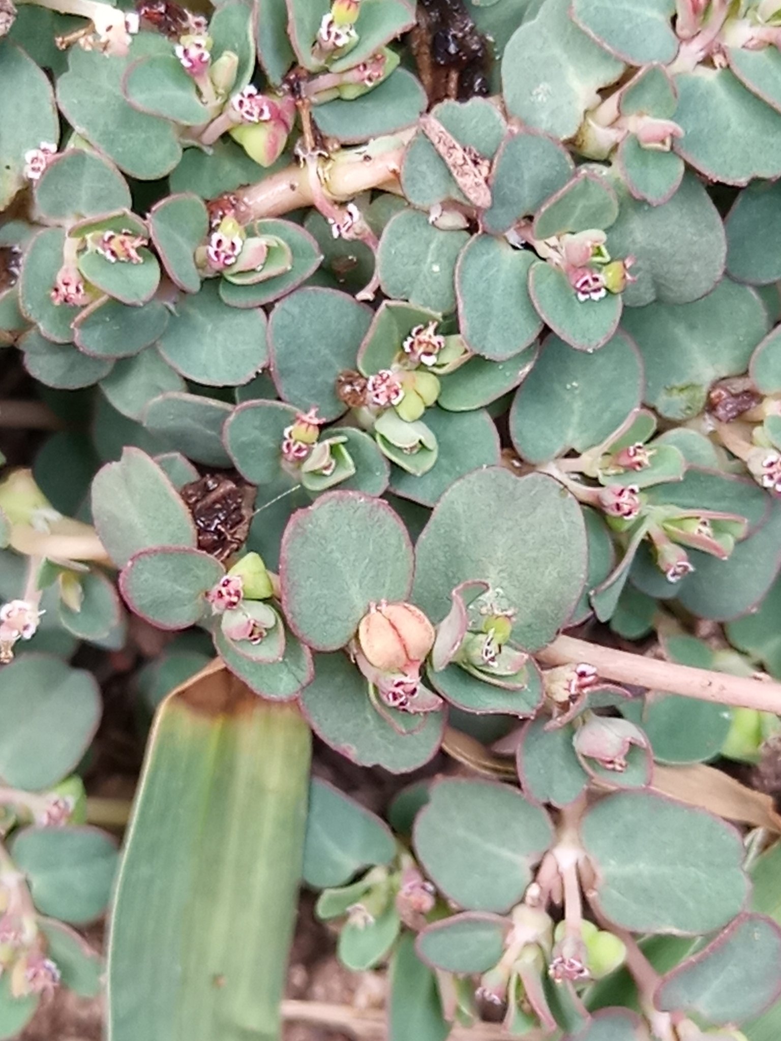 Imagem de Quebra-pedras, quebra-pedras-roxo, erva-pombinha, saxifraga, burra-leiteira, erva-de-santa-luzia, caá-cambui.