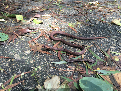 Photo of a Common Mock Viper (Psammodynastes pulverulentus)