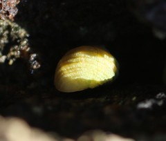 Littorina saxatilis