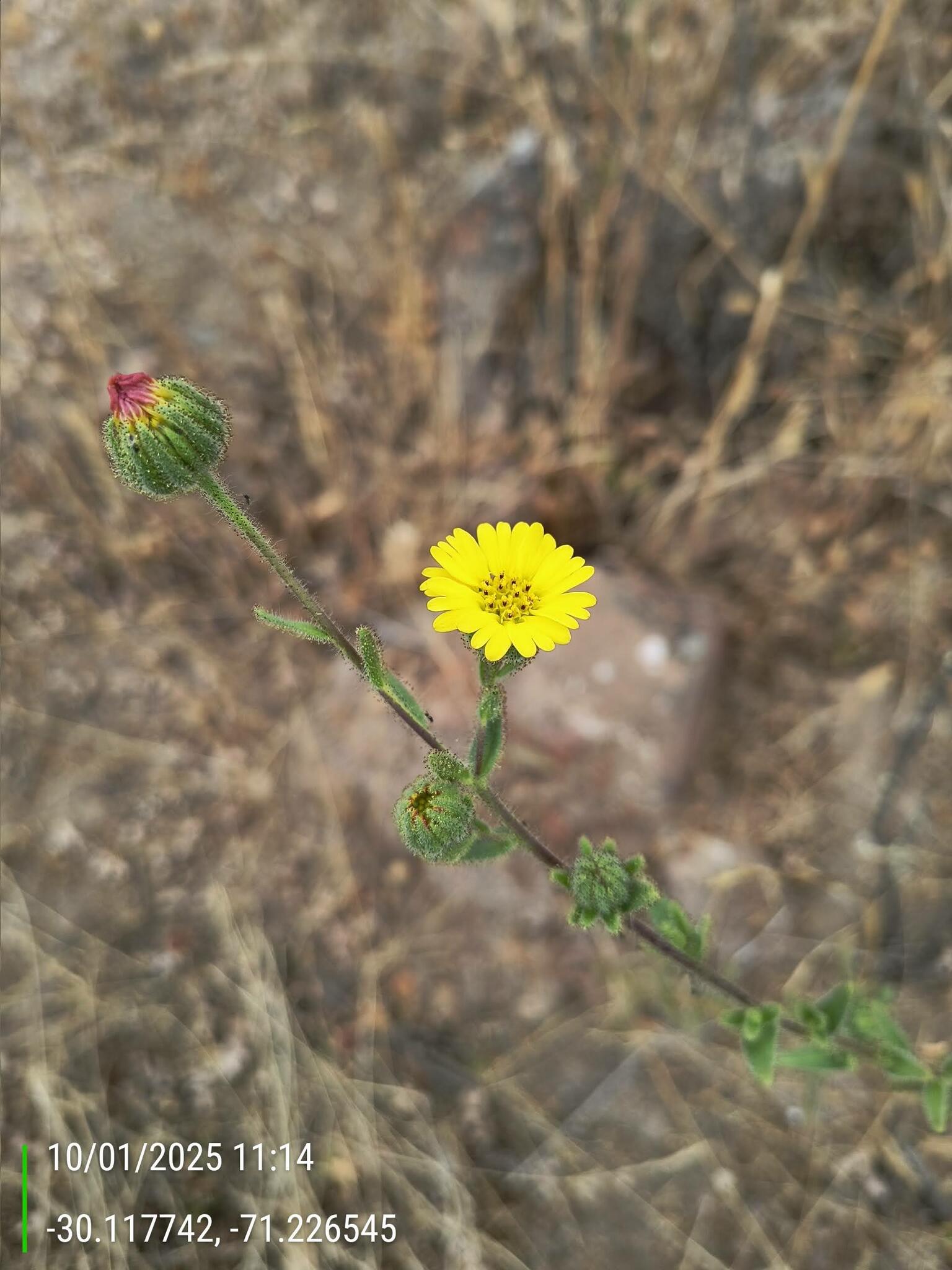 Madia chilensis