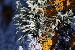 Ramalina cuspidata